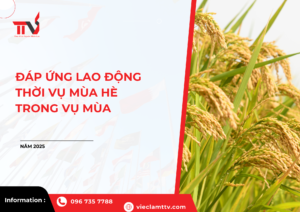 Đáp ứng lao động thời vụ mùa hè trong vụ mùa